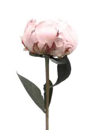 Picture of BLUSH PEONY II