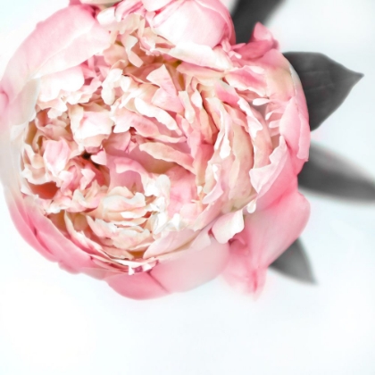 Picture of BLUSH PEONY III