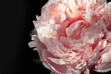 Picture of BLUSH PEONY IV
