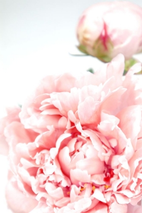 Picture of BLUSH PEONY IX