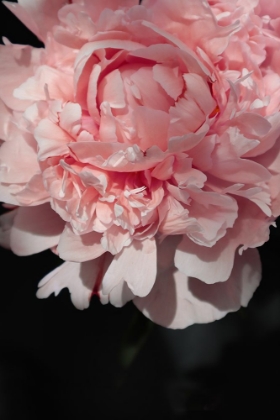 Picture of BLUSH PEONY V