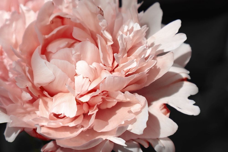 Picture of BLUSH PEONY VI