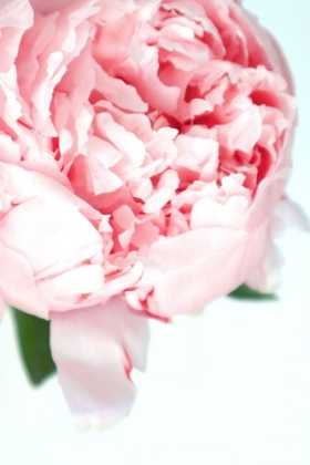 Picture of BLUSH PEONY VII