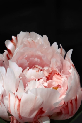 Picture of BLUSH PEONY VIII