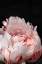Picture of BLUSH PEONY VIII