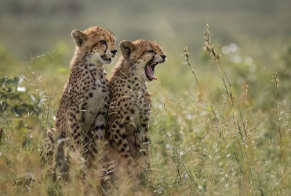 Picture of CHEETAH BROTHERS YAWNING