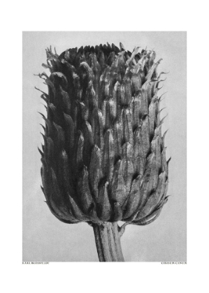 Picture of CIRSIUM CANUM (THISTLE)