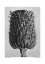 Picture of CIRSIUM CANUM (THISTLE)