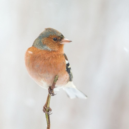 Picture of COMMON CHAFFINCH IN WINTER.