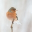 Picture of COMMON CHAFFINCH IN WINTER.