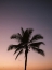 Picture of COSTA RICA PALM TREE