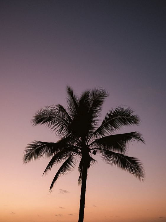 Picture of COSTA RICA PALM TREE