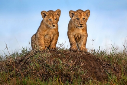 Picture of CURIOUS LION CUBS