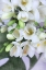Picture of DISTRESSED FREESIAS I