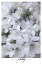 Picture of DISTRESSED FREESIAS III