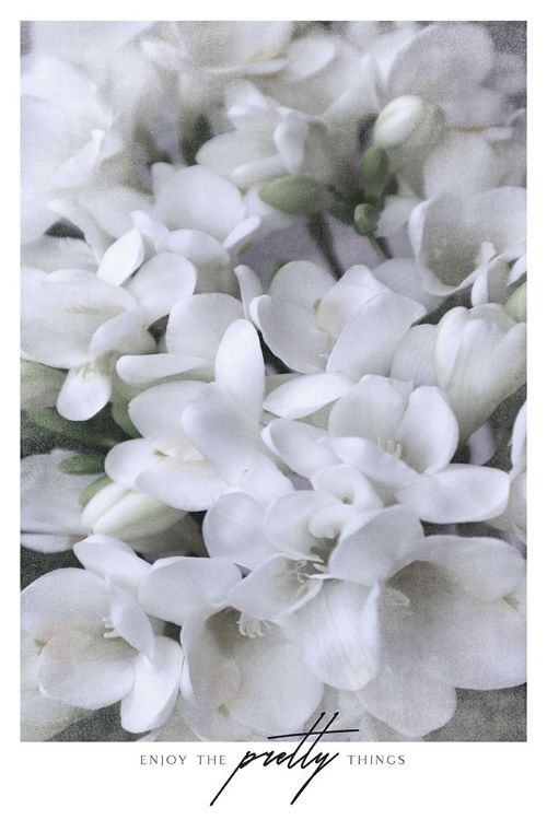 Picture of DISTRESSED FREESIAS III