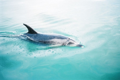Picture of DOLPHIN N.Z. NORTHERN