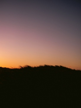 Picture of DUNE GRASS SUNSET