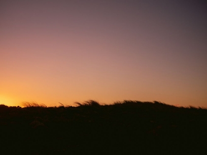 Picture of DUNE GRASS SUNSET HORIZONTAL