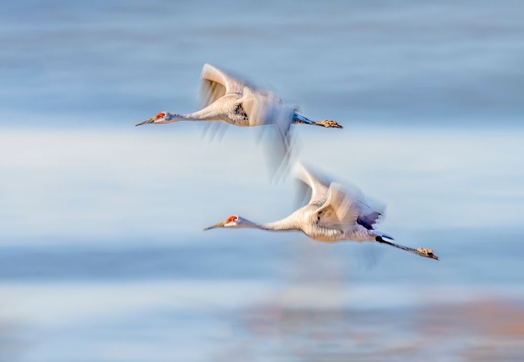 Picture of DUO CRANES FLYING