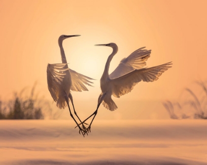 Picture of EGRETS IN SUNSET