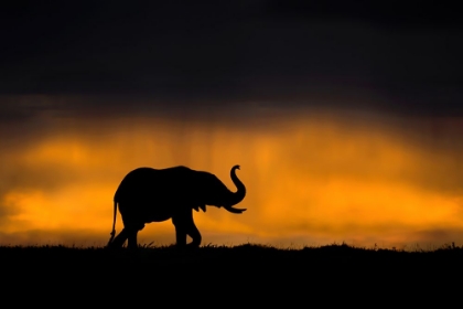 Picture of ELEPHANT SMELLING THE STORM