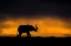 Picture of ELEPHANT SMELLING THE STORM