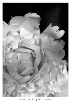 Picture of ENJOY THE LITTLE THINGS PEONY BW