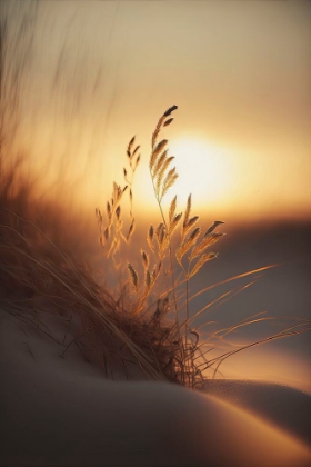 Picture of EVENING SUN AT THE BEACH