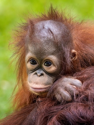 Picture of FACE BABY ORANGUTAN