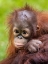 Picture of FACE BABY ORANGUTAN