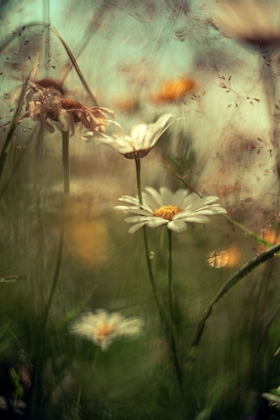 Picture of FLOWERS ON THE SEISERALM