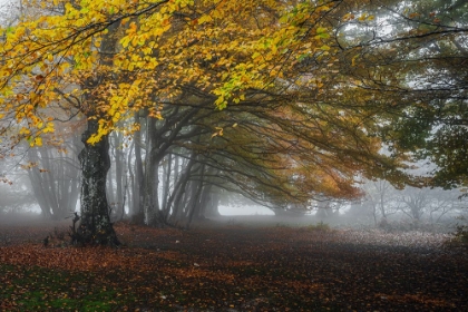 Picture of FOREST WITH FOG