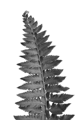 Picture of GRAY FERN LEAF