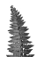 Picture of GRAY FERN LEAF