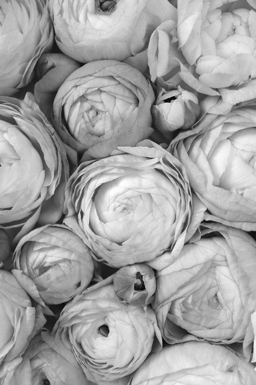 Picture of GRAY RANUNCULUS