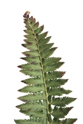 Picture of GREEN FERN