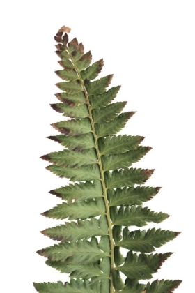Picture of GREEN FERN
