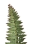 Picture of GREEN FERN