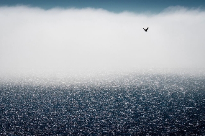 Picture of GULLS DONT CARE FOR THE FOG