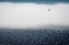 Picture of GULLS DONT CARE FOR THE FOG