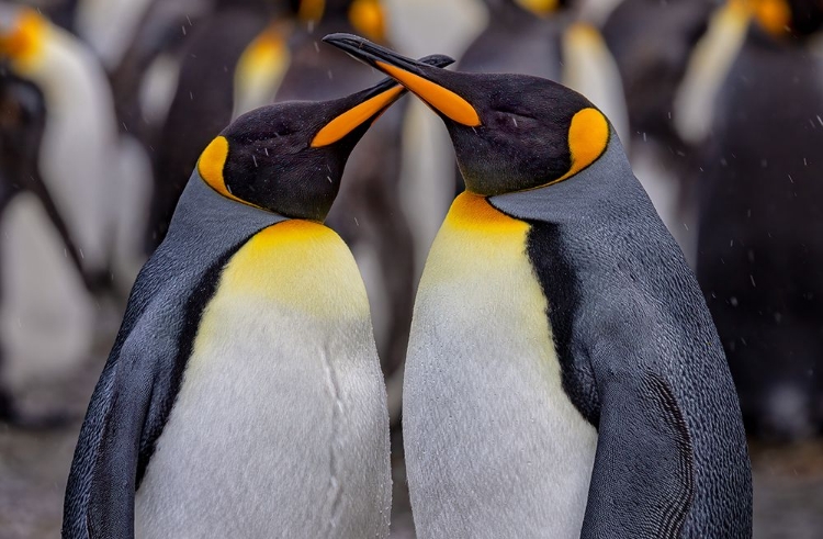 Picture of KING PENGUINS IN SNOWY DAY