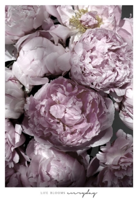 Picture of LIFE BLOOMS EVERYDAY PEONIES