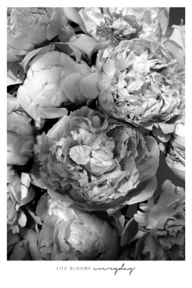 Picture of LIFE BLOOMS EVERYDAY PEONIES BW