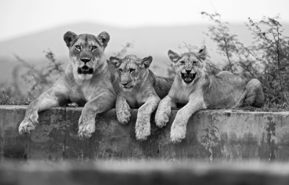 Picture of LIONS