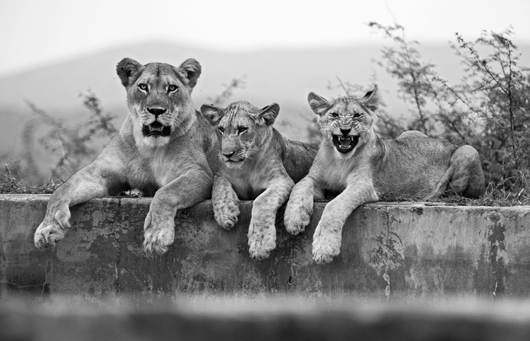 Picture of LIONS