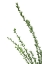 Picture of LITTLE GREEN BRANCHES