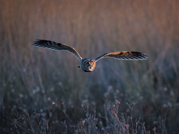 Picture of LONG-EARED OWL