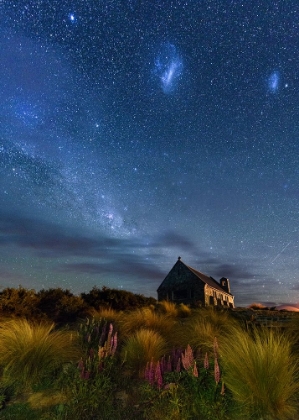 Picture of LUPINS MILKWAY OF LAKE TEKAPO