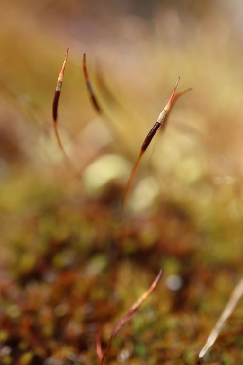 Picture of MAGIC STAMEN